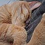 Bob joined the competition — help win amazing prizes! animal, cat, close_up, cozy, cute, domestic_cat, feline, fur, ginger_cat, indoor, nap, paw, pet, relaxed, rest, sleeping, soft, tail, texture, whiskers