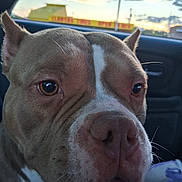 Barbie is registered to the contest to win money with this photo: dog, close_up, car_interior, brown_fur, white_markings, sunset, sky, clouds, window, tire_shop, vehicle, pet, animal, face, snout, ears, whiskers, portrait, domestic_animal, daylight