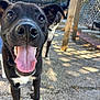 animal, black_dog, canine, close_up, collar, concrete, daylight, dog, ears, excited, fence, happy, outdoor, pet, playful, shadow, sunlight, tongue_out, two_dogs, yard