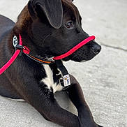 Dominic is registered to the contest to win money with this photo: animal, black_dog, black_fur, calm, canine, close_up, collar, concrete, dog, domestic_animal, fur, leash, outdoor, paw, pet, resting, side_view, snout, white_patch, young_dog