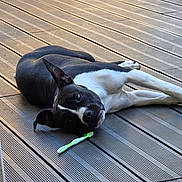 Amy a rejoint le concours — aidez-le/la à gagner de superbes lots ! dog, black_and_white, lying_down, wooden_deck, toothbrush, pet, outdoor, relaxed, animal, canine, flooring, sunlight, resting, domestic_animal, side_view, one_animal, playful, leisure, daylight, cute
