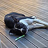 dog, black_and_white, lying_down, wooden_deck, toothbrush, pet, outdoor, relaxed, animal, canine, flooring, sunlight, resting, domestic_animal, side_view, one_animal, playful, leisure, daylight, cute