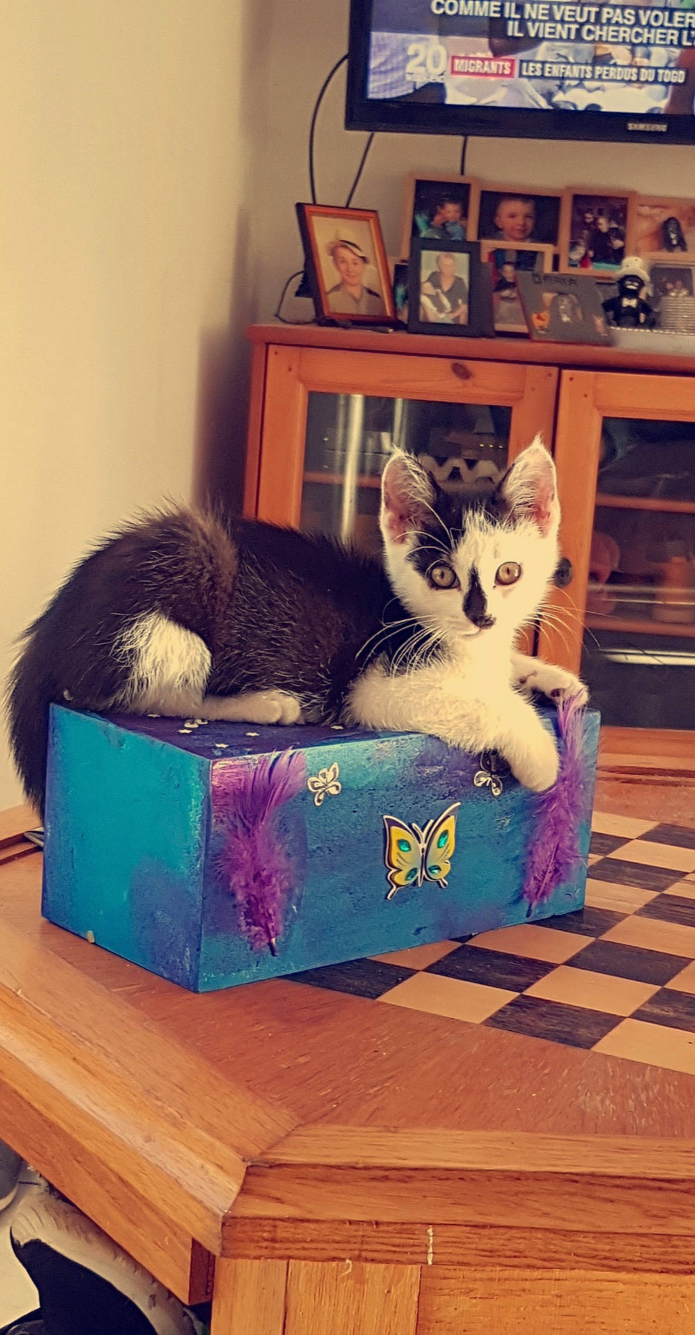 Callie participe au concours pour gagner de l'argent avec cette photo : box, carnivore, cat, domestic_short_haired_cat, european_shorthair, felidae, furniture, kitten, room, small_to_medium_sized_cats, table, whiskers