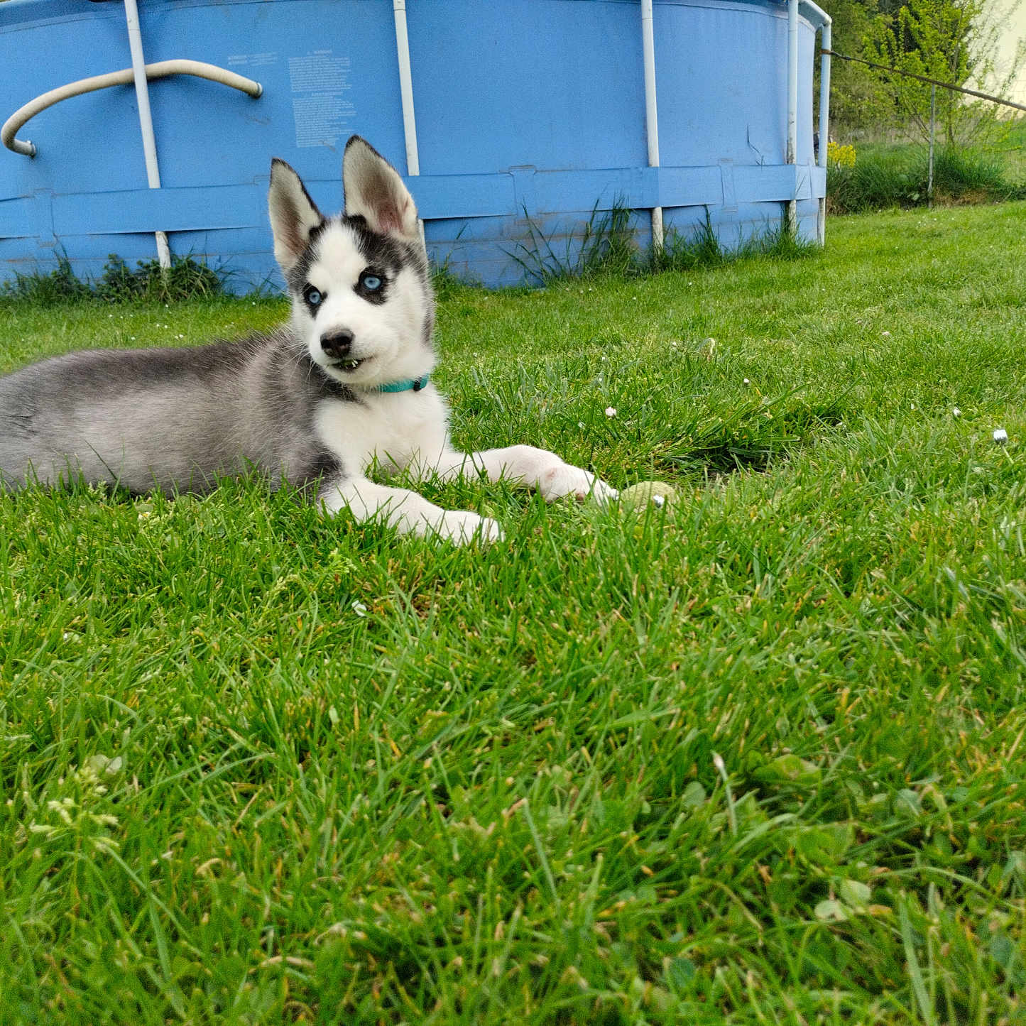 Arya participe au concours pour gagner de l'argent avec cette photo : alloywheel, animal, canine, car, carwheel, dog, field, grass, grassland, husky, lawn, machine, nature, outdoors, pet, plant, puppy, spoke, tire, transportation