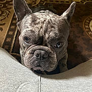 Chapo joined the competition — help win amazing prizes! dog, french_bulldog, close_up, pet, brindle, indoor, carpet, looking_up, face, ears, fur, texture, brown, gray, sweatshirt, person, cute, animal, companion, portrait