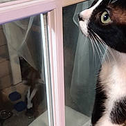 Kanga is registered to the contest to win money with this photo: animal, black_and_white, cat, close_up, curious, domestic, door, face, feline, glass, household, indoor, looking, night, paw, pet, reflection, side_view, whiskers, window