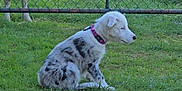Alma participe au concours pour gagner de l'argent avec cette photo : puppy, dog, sheep, grass, fence, outdoor, animal, pet, collar, spotted, white, black_spots, nature, field, farm, curious, sitting, daylight, greenery, pasture