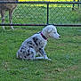 puppy, dog, sheep, grass, fence, outdoor, animal, pet, collar, spotted, white, black_spots, nature, field, farm, curious, sitting, daylight, greenery, pasture