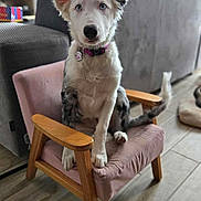 Alma participe au concours pour gagner de l'argent avec cette photo : dog, puppy, blue_eyes, small_chair, pink_chair, wooden_armrest, living_room, couch, lamp, framed_pictures, floor_tiles, curtains, pet_collar, paw_tag, sitting, indoor, furniture, cute, attentive, pet