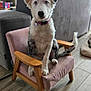 dog, puppy, blue_eyes, small_chair, pink_chair, wooden_armrest, living_room, couch, lamp, framed_pictures, floor_tiles, curtains, pet_collar, paw_tag, sitting, indoor, furniture, cute, attentive, pet
