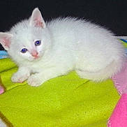 KITTY participe au concours pour gagner de l'argent avec cette photo :