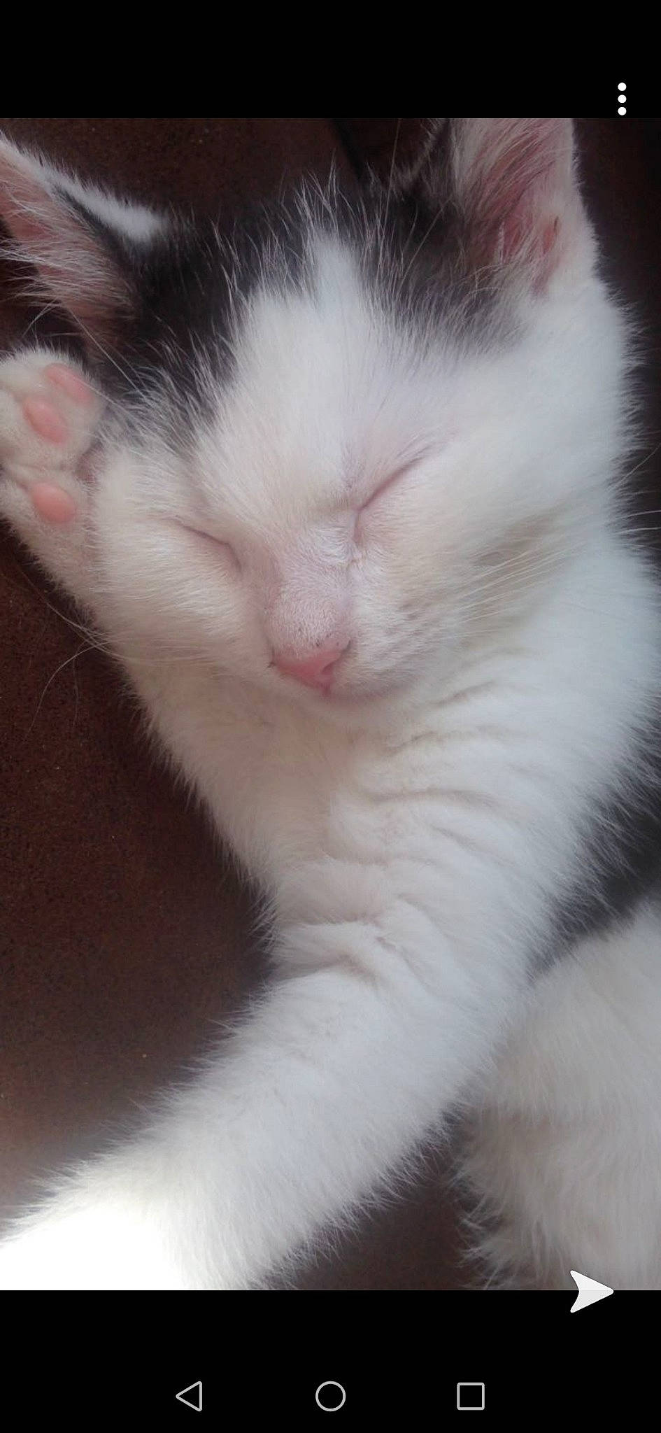 James a rejoint le concours — aidez-le/la à gagner de superbes lots ! aegean_cat, carnivore, cat, domestic_long_haired_cat, ear, eye, felidae, fur, kitten, mammal, norwegian_forest_cat, nose, polydactyl_cat, ragdoll, small_to_medium_sized_cats, snout, turkish_angora, turkish_van, vertebrate, whiskers