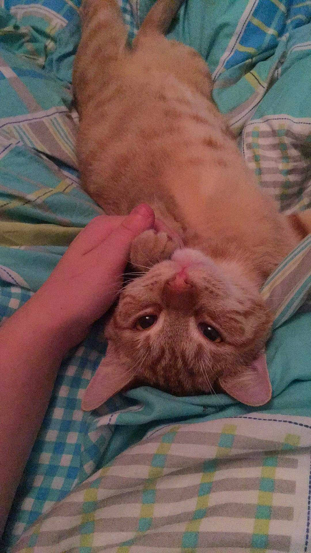 Brandy a rejoint le concours — aidez-le/la à gagner de superbes lots ! canidae, carnivore, cat, fawn, felidae, kitten, mammal, skin, small_to_medium_sized_cats, snout, whiskers