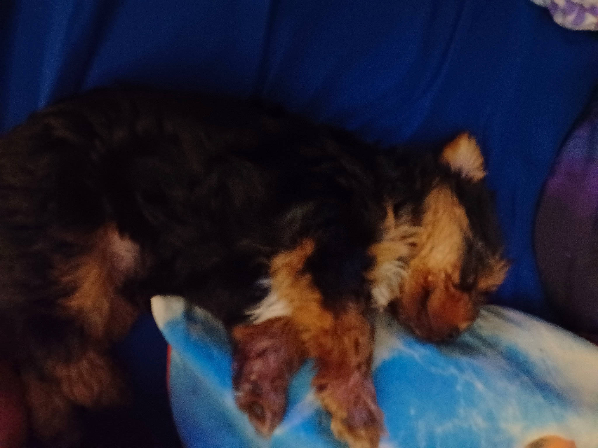 Kingston is registered to the contest to win money with this photo: canidae, carnivore, comfort, companion_dog, dog, dog_breed, dog_supply, fur, liver, nap, pet_supply, puppy, sleep, snout, sporting_group, tail, terrestrial_animal, terrier, working_animal