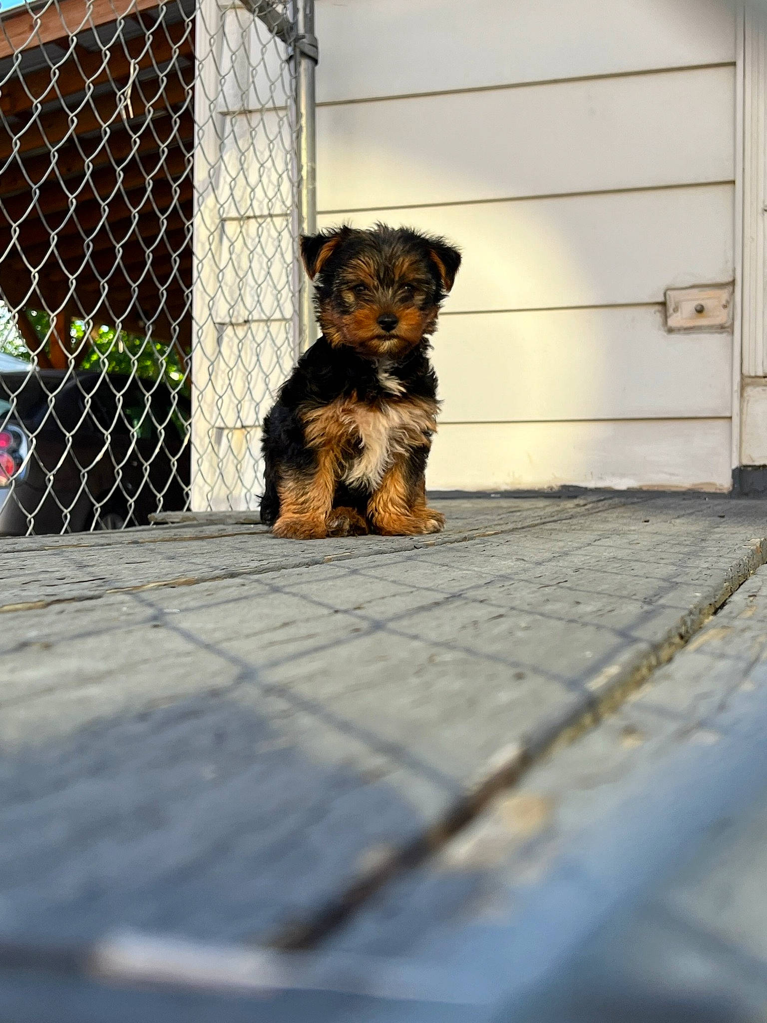 Kingston is registered to the contest to win money with this photo: asphalt, canidae, carnivore, companion_dog, dog, dog_breed, dog_supply, fawn, fence, flooring, mesh, pet_supply, road_surface, shadow, small_terrier, snout, sporting_group, terrier, wire_fencing, wood