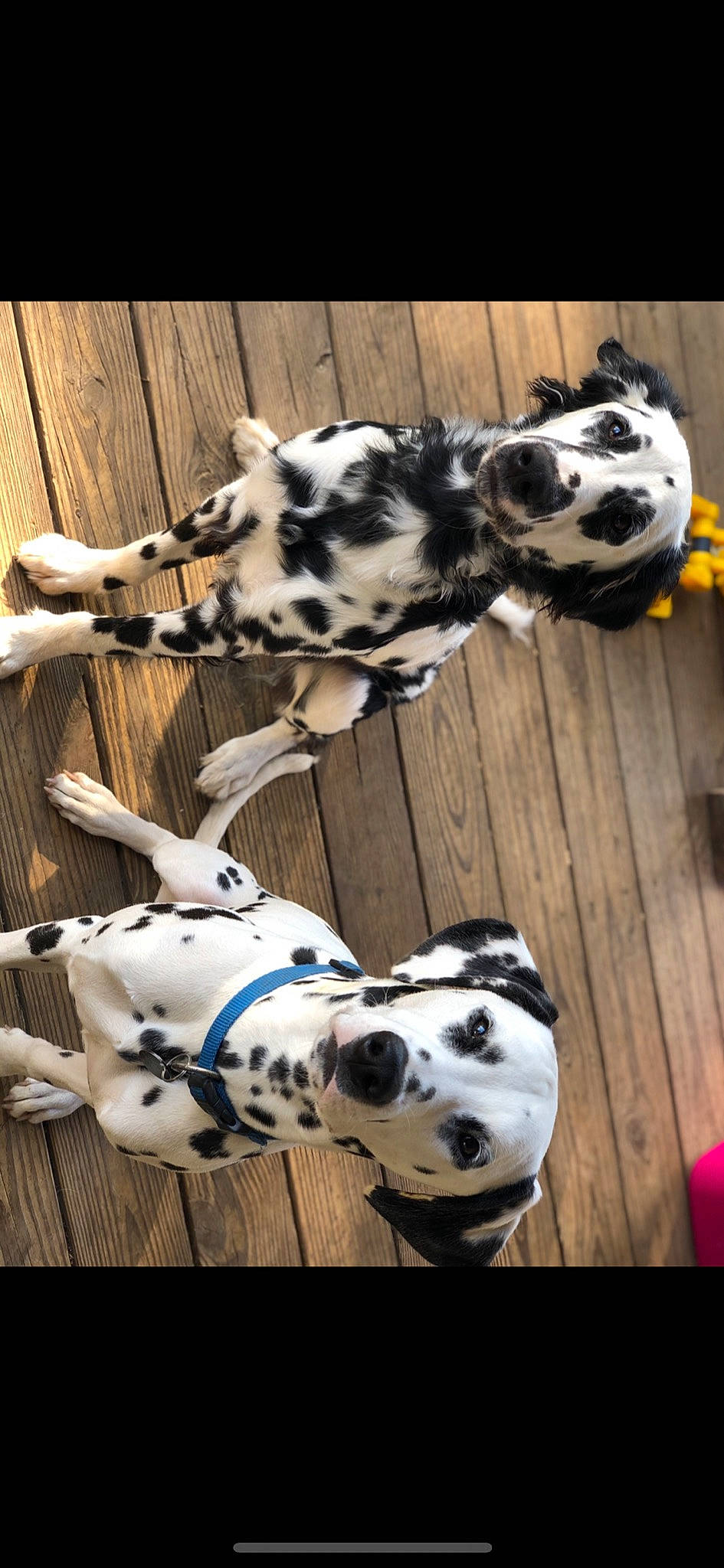 Jack is registered to the contest to win money with this photo: canidae, carnivore, companion_dog, dalmatian, dog, dog_breed, dog_supply, dog_toy, paw, pet_supply, snout, sporting_group, terrestrial_animal, working_animal, working_dog