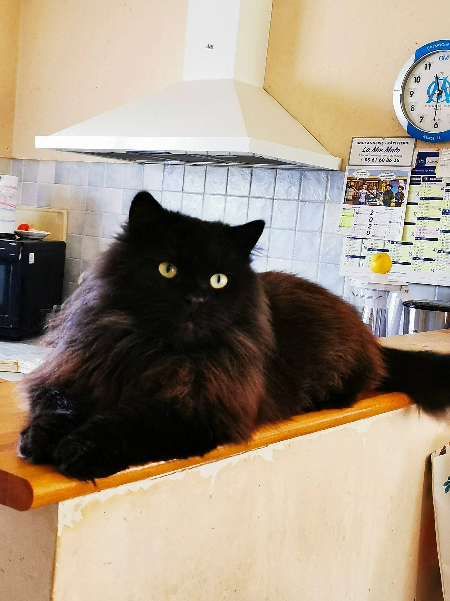 Ninou a rejoint le concours — aidez-le/la à gagner de superbes lots ! black_cat, carnivore, cat, domestic_long_haired_cat, domestic_short_haired_cat, felidae, fur, mammal, norwegian_forest_cat, persian, small_to_medium_sized_cats, whiskers