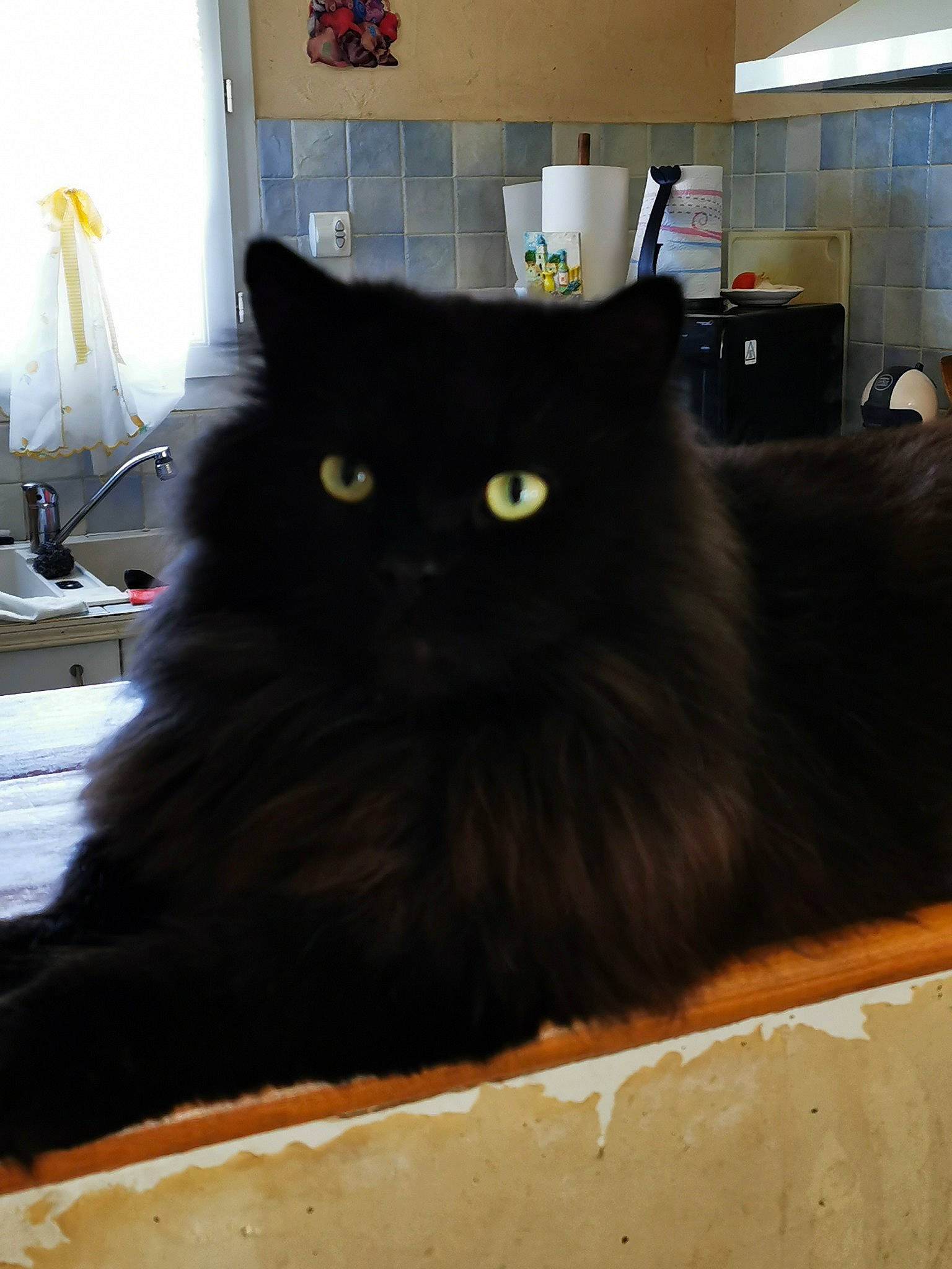 Ninou a rejoint le concours — aidez-le/la à gagner de superbes lots ! asian_semi_longhair, black, black_cat, bombay, british_longhair, british_semi_longhair, carnivore, cat, domestic_long_haired_cat, eye, felidae, fur, mammal, norwegian_forest_cat, persian, room, small_to_medium_sized_cats, whiskers