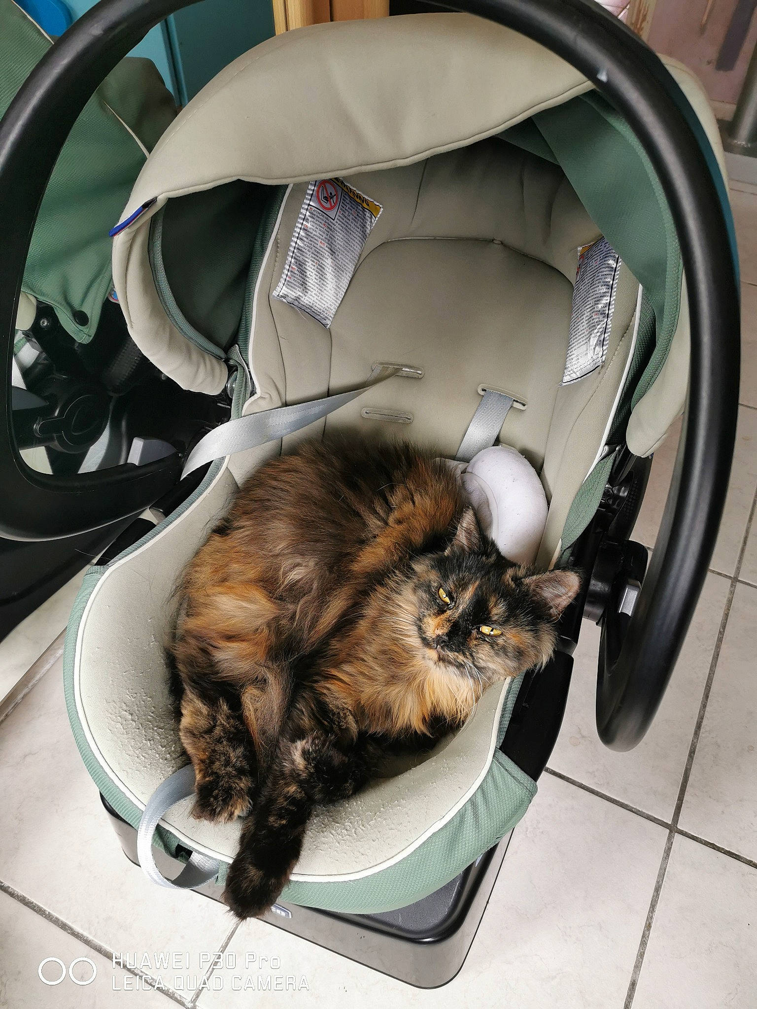 Ninou a rejoint le concours — aidez-le/la à gagner de superbes lots ! carnivore, cat, clothes_dryer, european_shorthair, felidae, fur, kitten, maine_coon, norwegian_forest_cat, small_to_medium_sized_cats, washing, washing_machine
