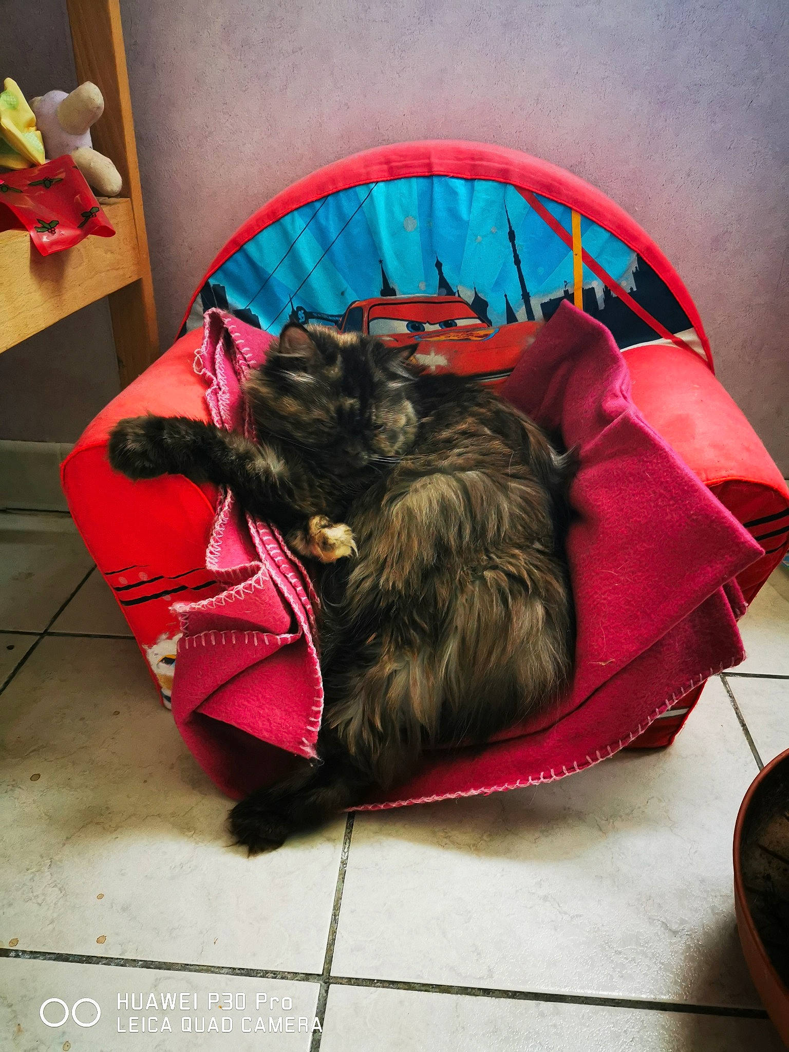 Ninou a rejoint le concours — aidez-le/la à gagner de superbes lots ! affenpinscher, cairn_terrier, canidae, carnivore, cat, companion_dog, felidae, fur, kitten, norwegian_forest_cat, small_to_medium_sized_cats, whiskers