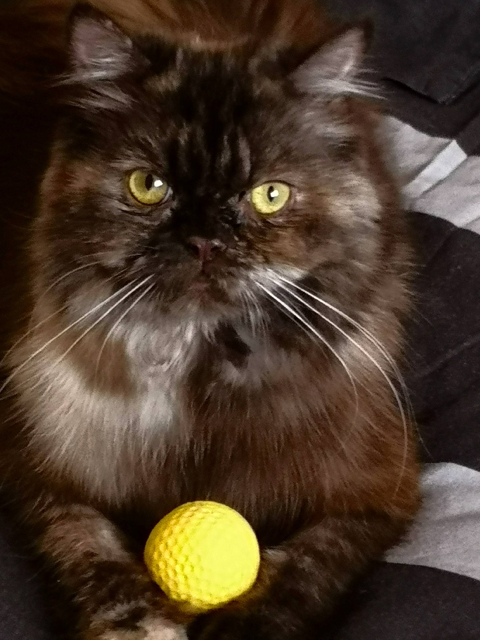 Ninou participe au concours pour gagner de l'argent avec cette photo : asian, asian_semi_longhair, black_cat, british_longhair, british_semi_longhair, carnivore, cat, domestic_long_haired_cat, eye, felidae, kitten, mammal, napoleon_cat, norwegian_forest_cat, persian, plant, small_to_medium_sized_cats, vertebrate, whiskers