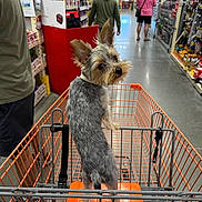 Zeus joined the competition — help win amazing prizes! aisle, animal, casual, clothing, companion, curious, dog, floor, home_depot, indoor, leash, orange, people, pet, retail, shelves, shopping, shopping_cart, shopping_trip, store