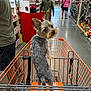 aisle, animal, casual, clothing, companion, curious, dog, floor, home_depot, indoor, leash, orange, people, pet, retail, shelves, shopping, shopping_cart, shopping_trip, store