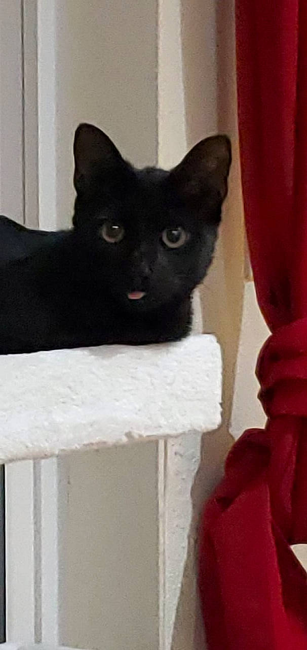 Tyrone is registered to the contest to win money with this photo: asian, black_cat, bombay, burmese, carnivore, cat, domestic_short_haired_cat, felidae, german_rex, kitten, korat, mammal, oriental_shorthair, polydactyl_cat, small_to_medium_sized_cats, tail, whiskers