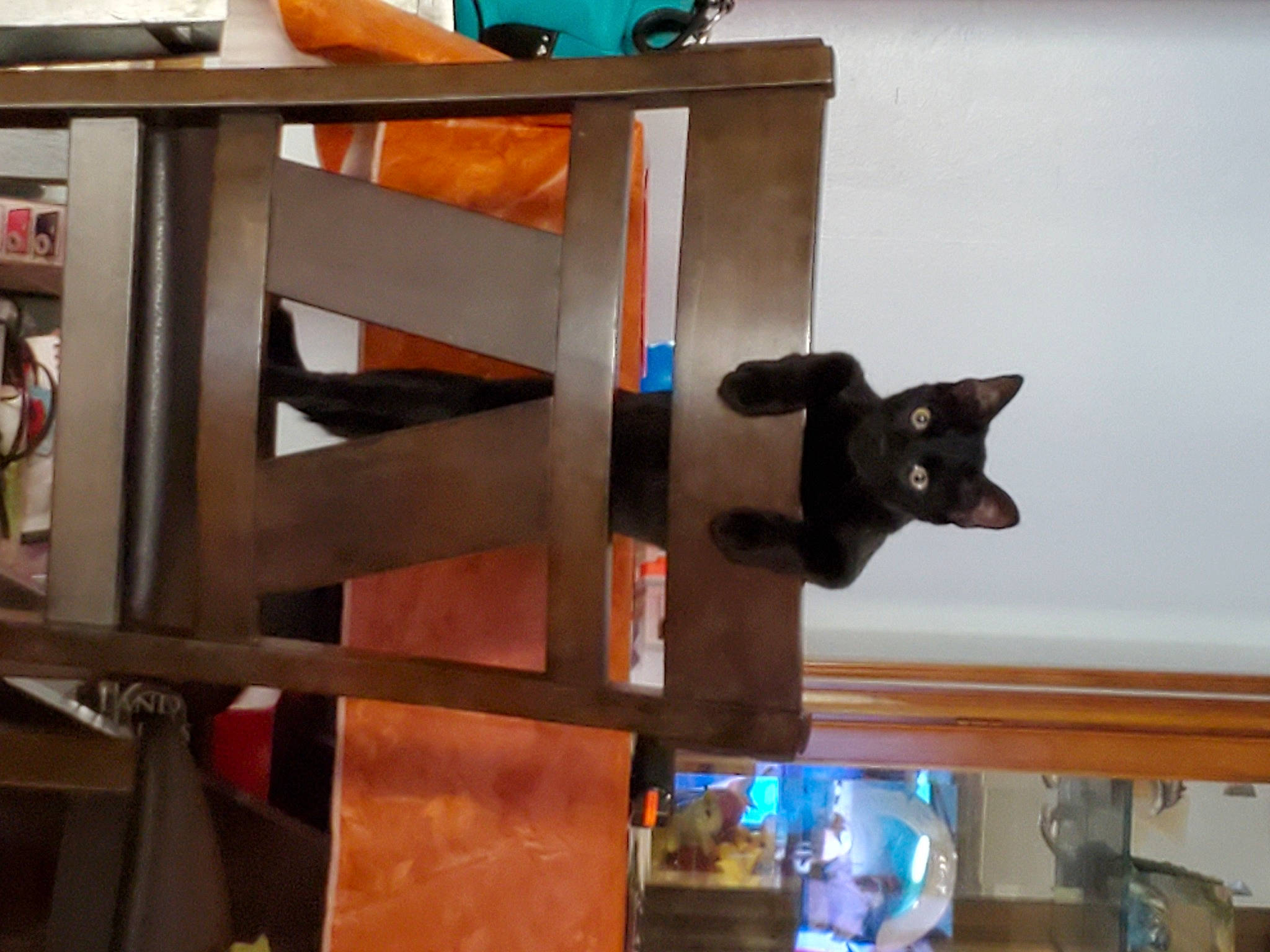 Tyrone joined the competition — help win amazing prizes! cat, felidae, furniture, small_to_medium_sized_cats, table