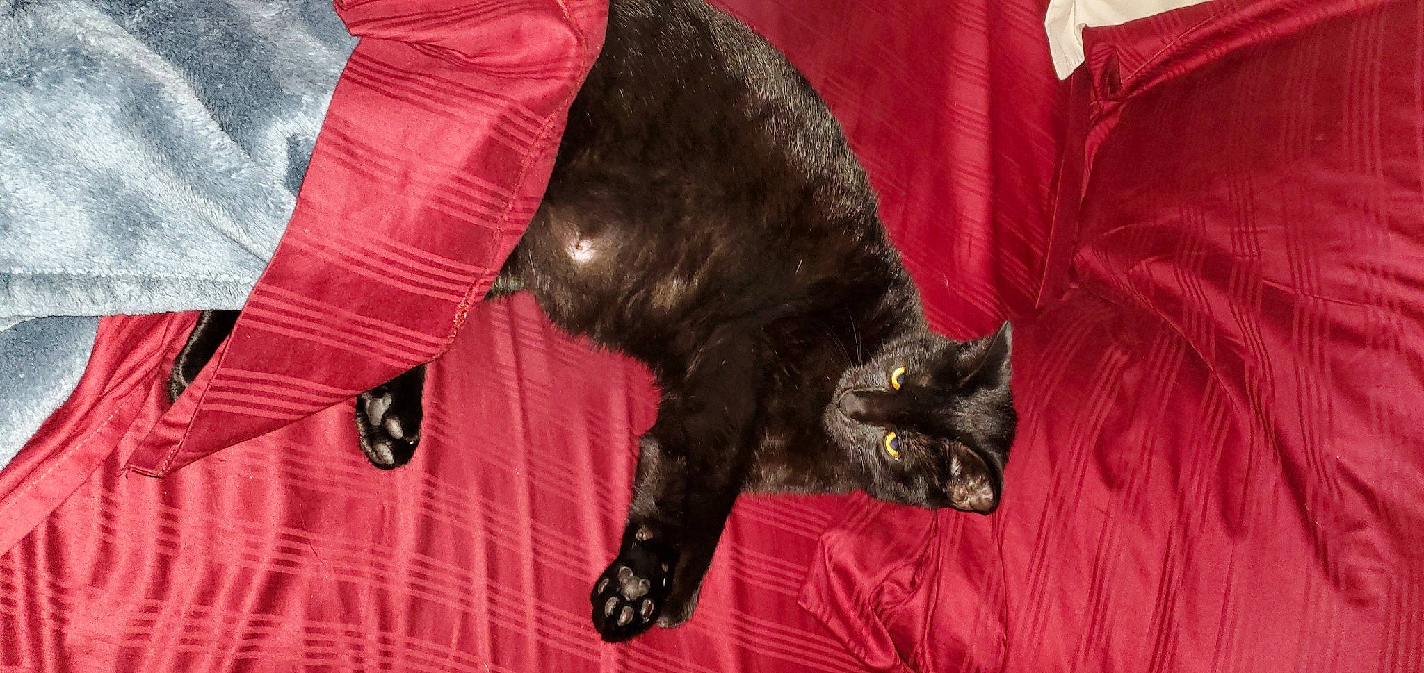 Tyrone joined the competition — help win amazing prizes! black, black_cat, bombay, carnivore, cat, domestic_short_haired_cat, felidae, fur, havana_brown, small_to_medium_sized_cats, snout, tail, whiskers