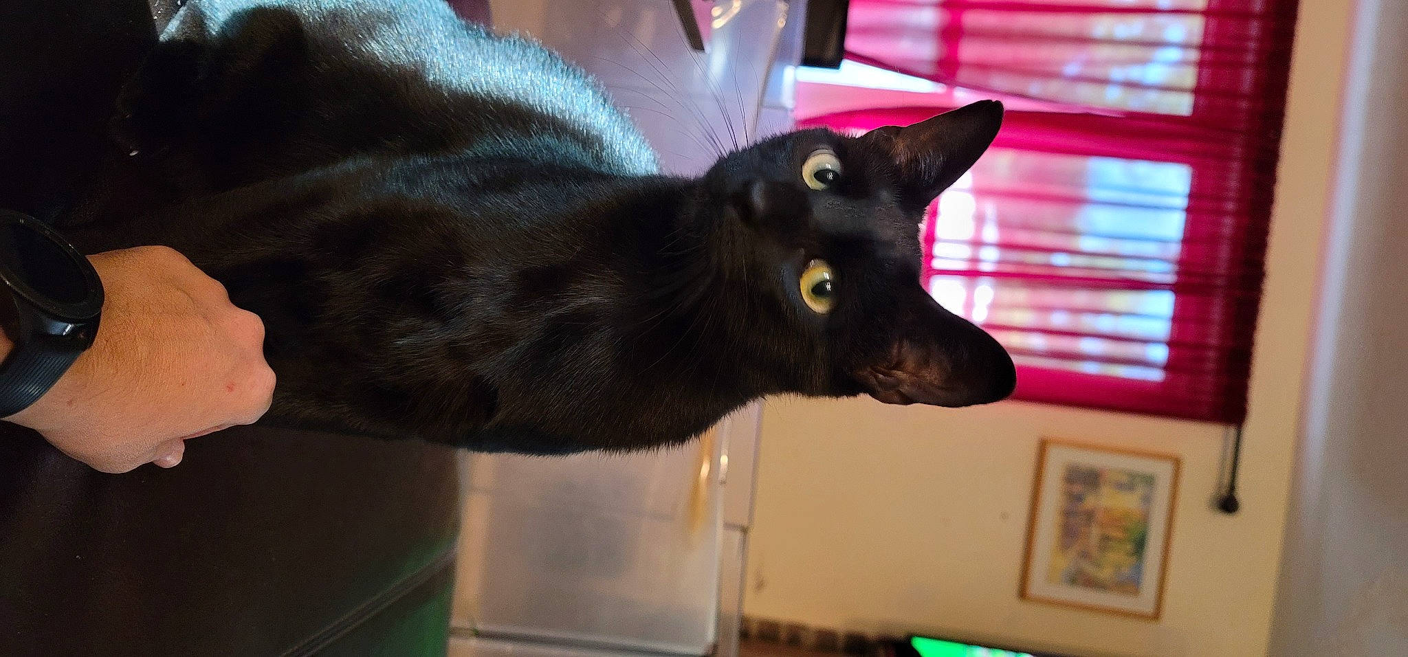 Tyrone is registered to the contest to win money with this photo: black_cat, canidae, carnivore, cat, dog_breed, ear, felidae, oriental_shorthair, small_to_medium_sized_cats, snout