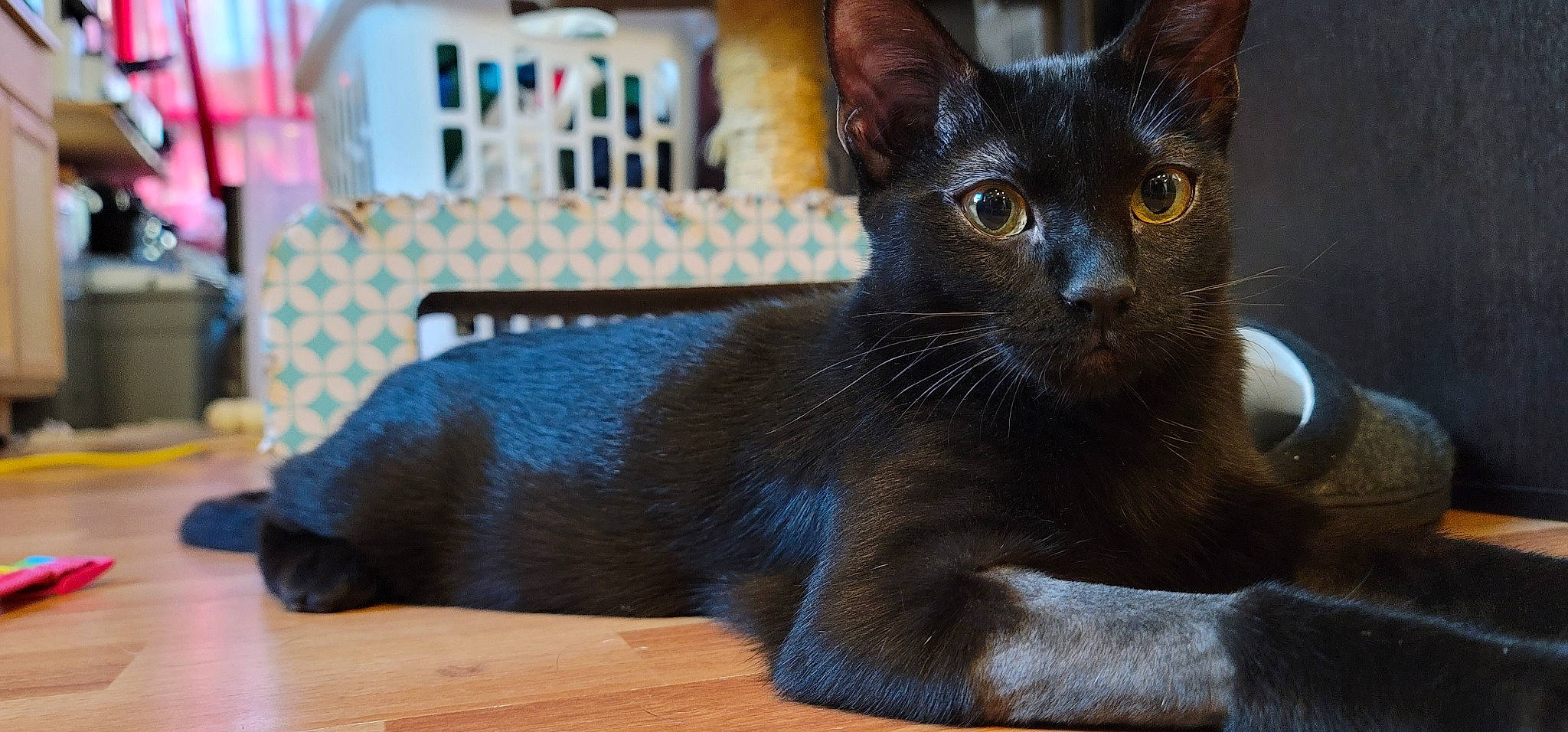 Xena joined the competition — help win amazing prizes! asian, black_cat, bombay, burmese, carnivore, cat, domestic_short_haired_cat, felidae, german_rex, havana_brown, javanese, kitten, korat, mammal, oriental_longhair, oriental_shorthair, small_to_medium_sized_cats, snout, vertebrate, whiskers