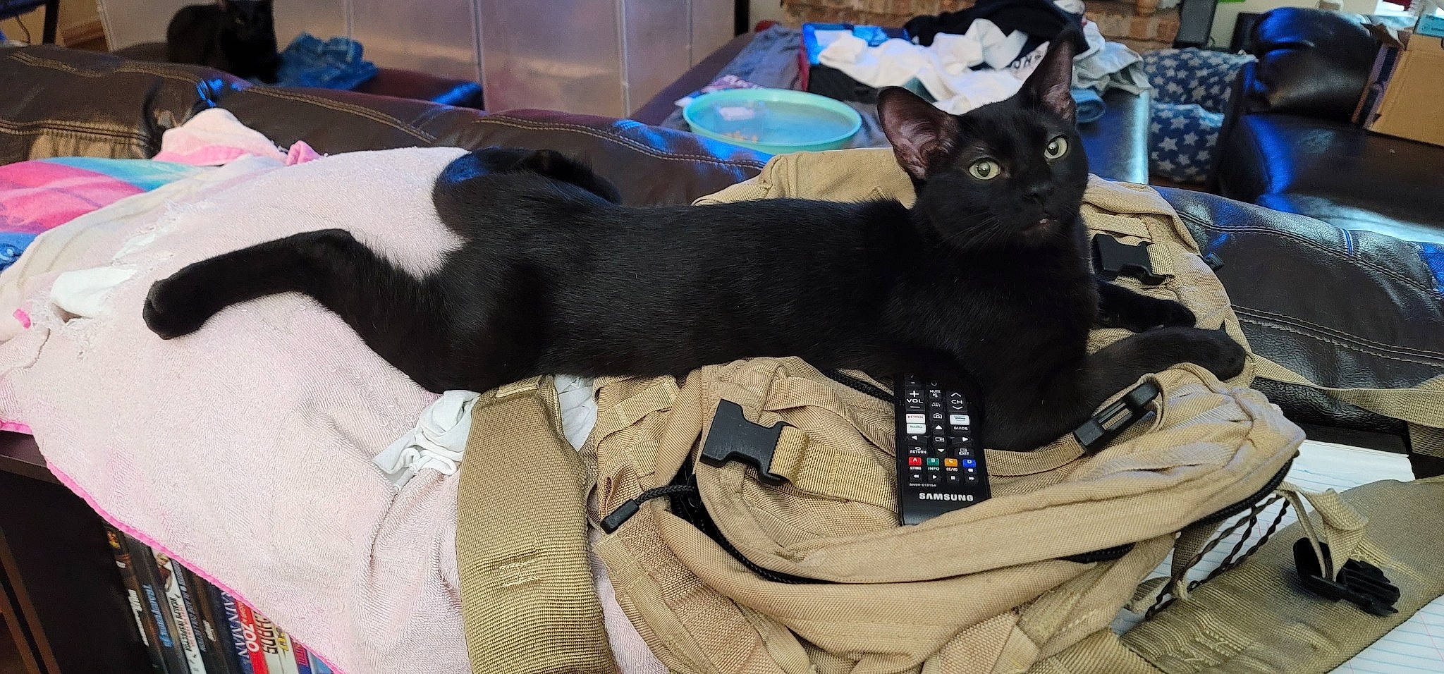 Xena is registered to the contest to win money with this photo: black_cat, canidae, carnivore, cat, dog_breed, felidae, small_to_medium_sized_cats