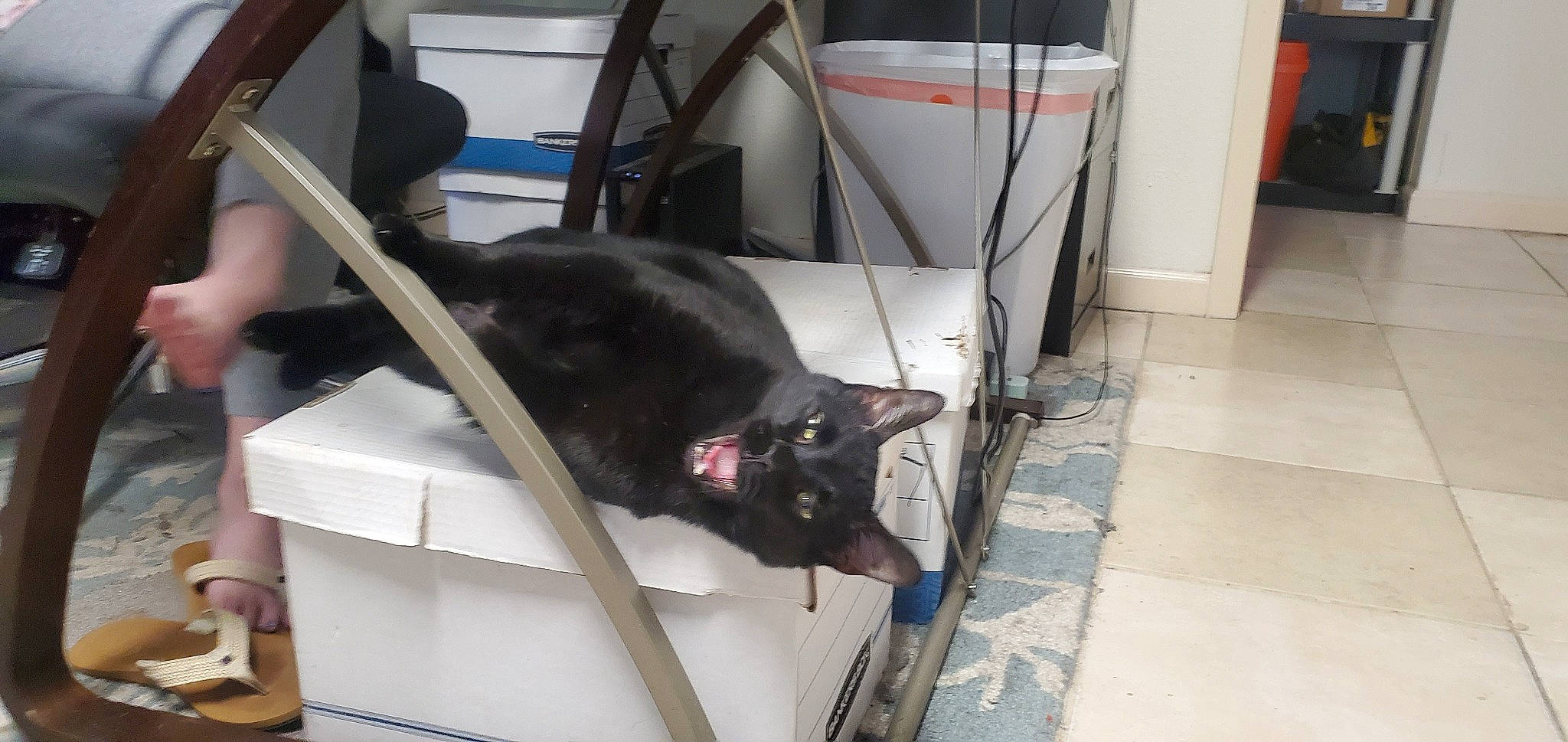 Archer joined the competition — help win amazing prizes! black_cat, cat, felidae, small_to_medium_sized_cats, snout, whiskers