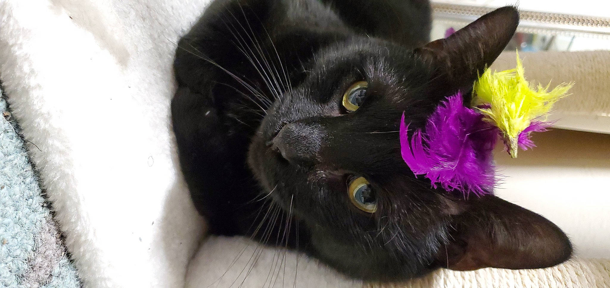 Archer is registered to the contest to win money with this photo: asian, black_cat, bombay, carnivore, cat, domestic_short_haired_cat, felidae, fur, havana_brown, mammal, small_to_medium_sized_cats, snout, whiskers