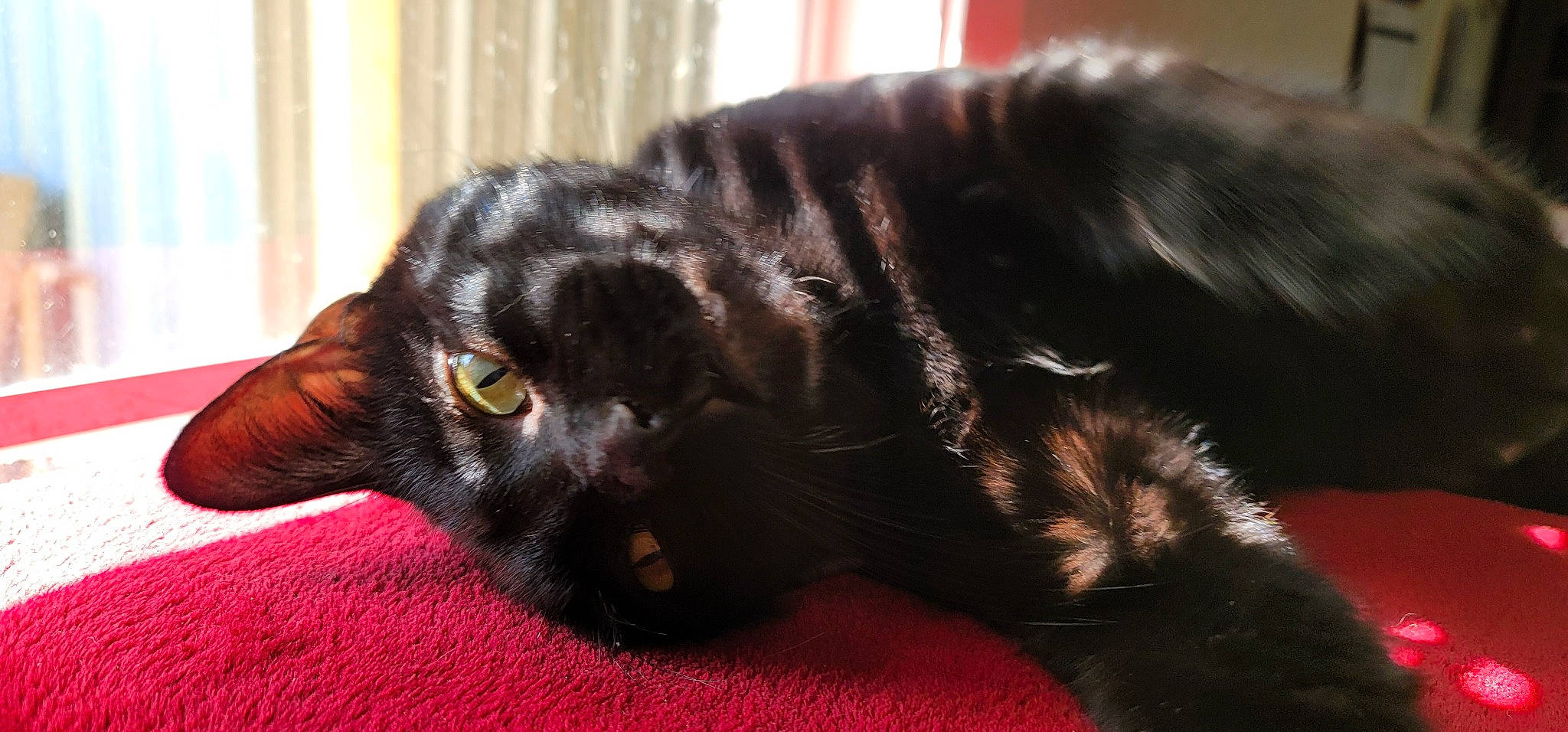 Archer joined the competition — help win amazing prizes! asian, black, black_cat, bombay, carnivore, cat, felidae, fur, kitten, mammal, small_to_medium_sized_cats, snout, vertebrate, whiskers