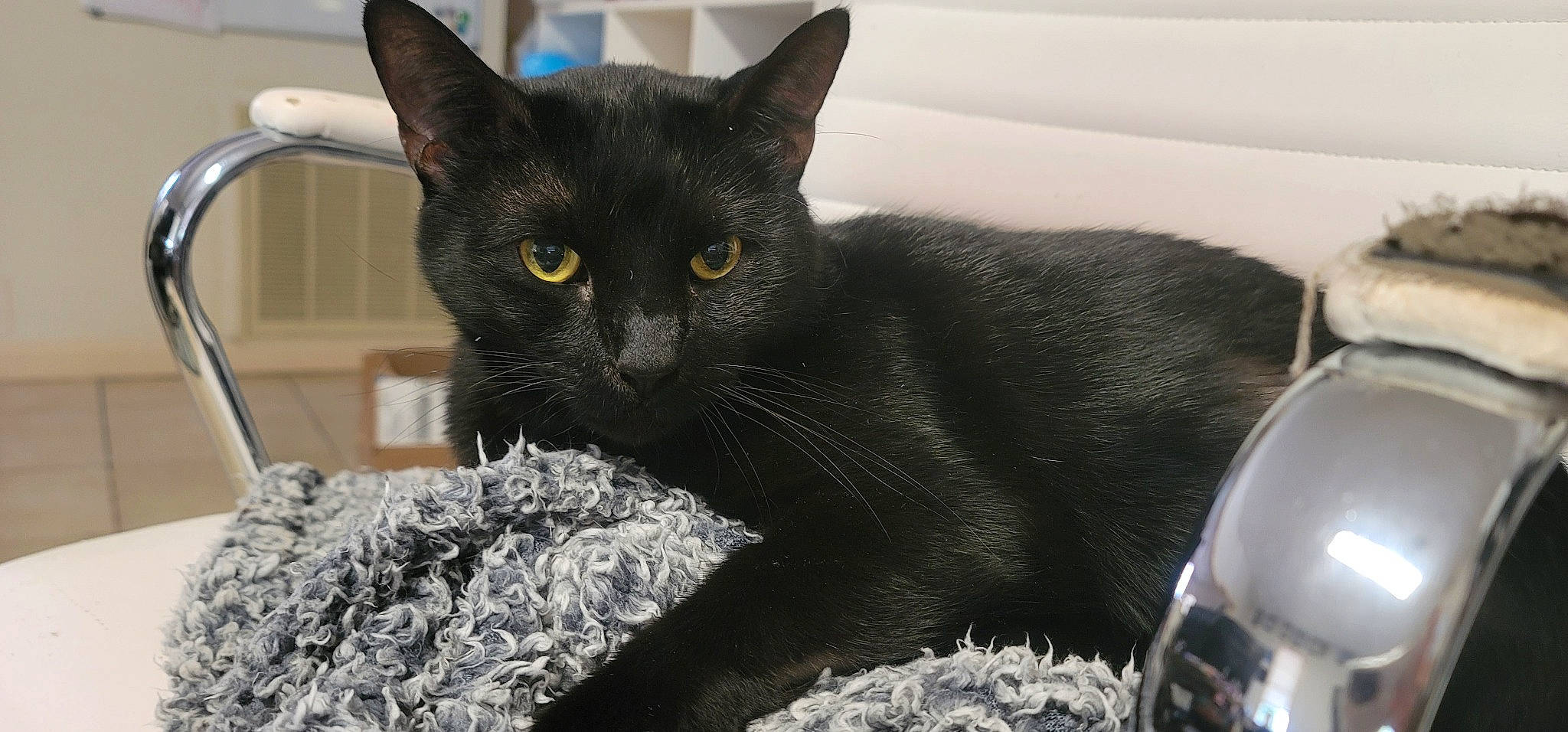 Archer joined the competition — help win amazing prizes! asian, black_cat, bombay, british_shorthair, burmese, carnivore, cat, chartreux, domestic_short_haired_cat, felidae, havana_brown, korat, mammal, nebelung, polydactyl_cat, russian_blue, small_to_medium_sized_cats, snout, vertebrate, whiskers