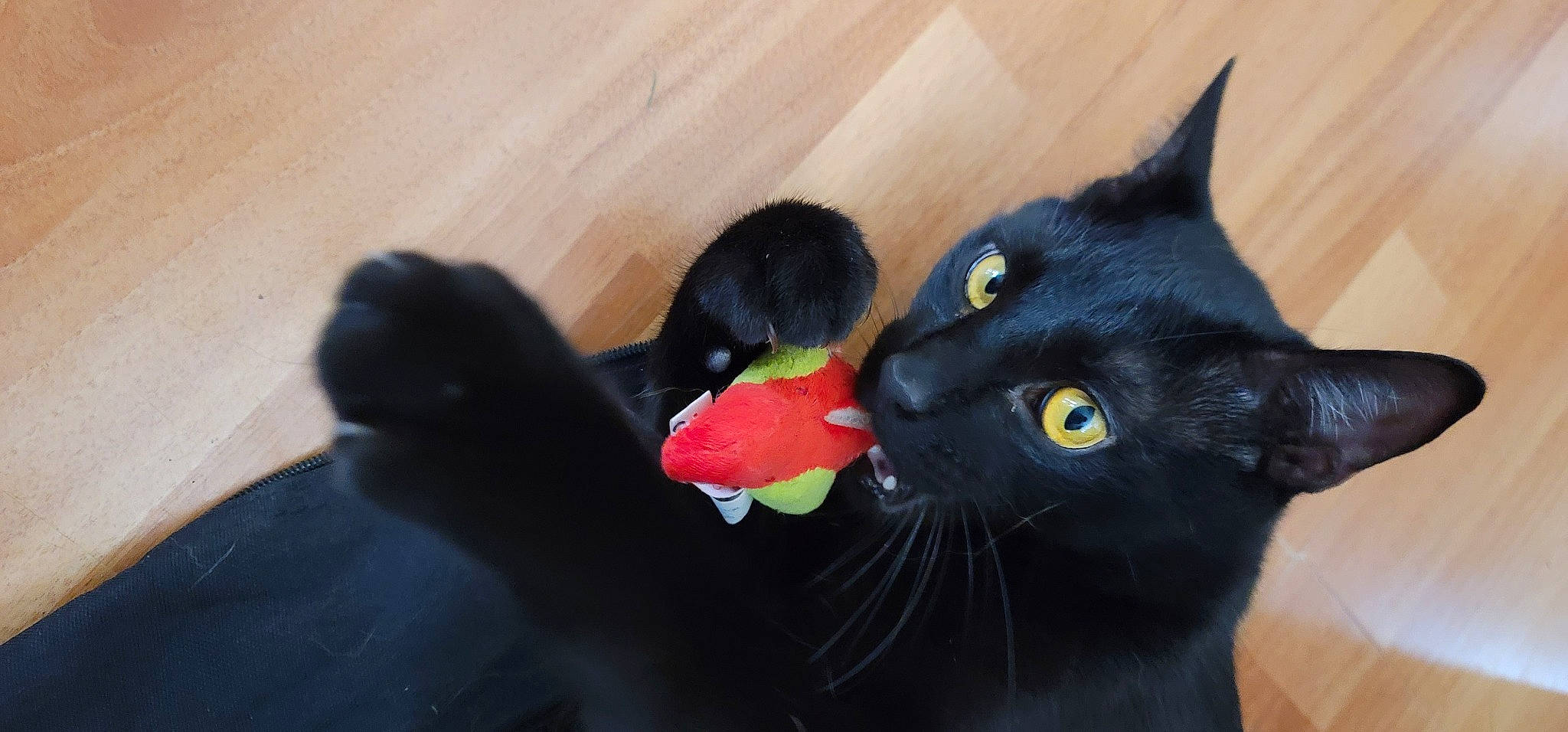 Jinx is registered to the contest to win money with this photo: black, black_cat, bombay, burmese, carnivore, cat, claw, domestic_short_haired_cat, eye, felidae, kitten, mammal, plant, polydactyl_cat, small_to_medium_sized_cats, snout, whiskers