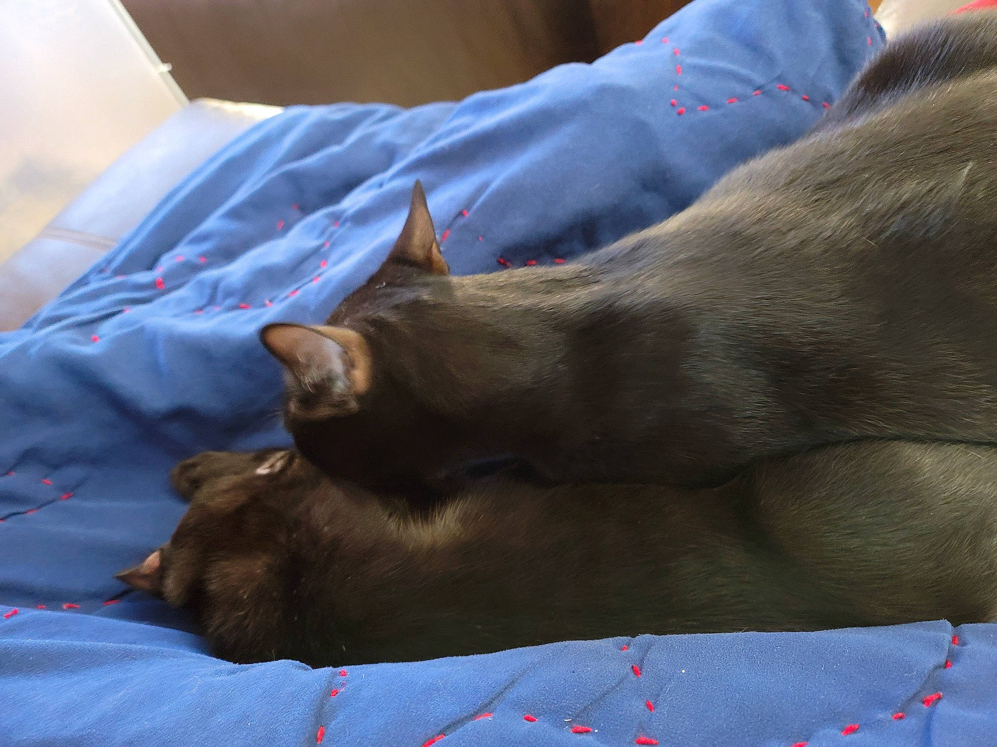 Jinx is registered to the contest to win money with this photo: burmese, canidae, carnivore, cat, chartreux, ear, fawn, felidae, korat, nap, russian_blue, small_to_medium_sized_cats, snout, whiskers