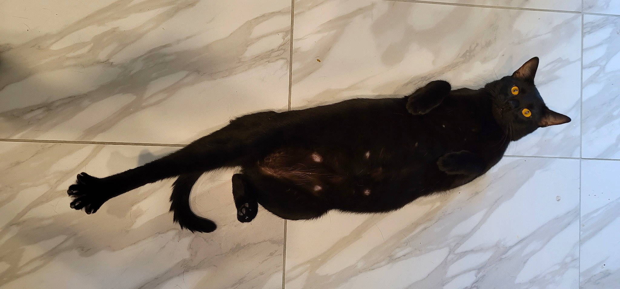 Jinx joined the competition — help win amazing prizes! black_cat, cat, tail