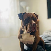 Urko participe au concours pour gagner de l'argent avec cette photo : dog, brown, white, pet, indoors, bed, blanket, lamp, window, natural_light, portrait, animal, furniture, cozy, blurred_background, canine, domestic_animal, resting, looking_away, short_fur