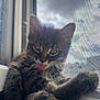 kitten, cat, tabby, windowsill, window, screen, tongue, licking, fur, paw, whiskers, outdoor_light, cloudy_sky, pet, animal, cute, relaxed, young, indoor, mischievous