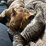 dog, cat, sleeping, nap, blanket, cozy, indoor, pet, fur, brown_dog, tabby_cat, snuggle, resting, couch, soft, warm, companion, relax, animal, friendship