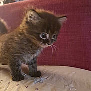 Koda a rejoint le concours — aidez-le/la à gagner de superbes lots ! kitten, cat, pet, feline, young, curious, bed, blanket, indoor, animal, fur, whiskers, ears, couch, fluffy, small, cute, domestic, exploring, soft