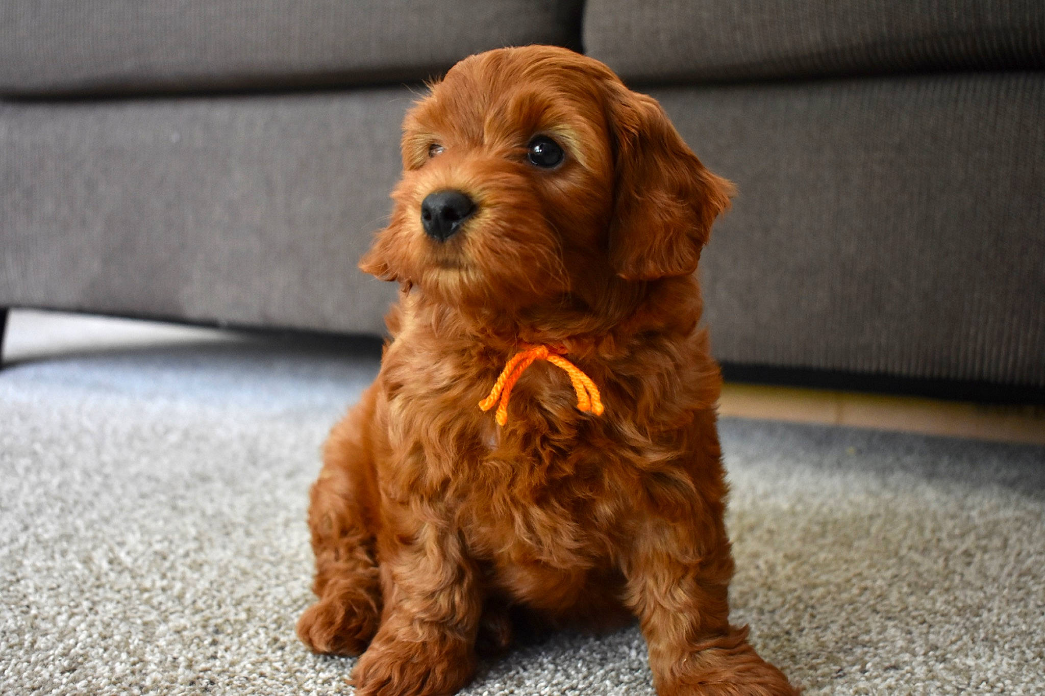 Remington joined the competition — help win amazing prizes! canidae, caramel_color, carnivore, cavapoo, cockapoo, companion_dog, dog, dog_breed, goldendoodle, labradoodle, maltepoo, mammal, poodle, poodle_crossbreed, puppy, schnoodle, snout, sporting_group, toy_poodle, vertebrate