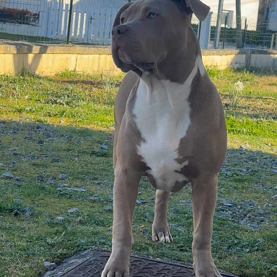 Magnum a rejoint le concours — aidez-le/la à gagner de superbes lots ! dog, outdoor, grass, yard, metal_grate, house, fence, sky, pole, sunlight, canine, standing, animal, pet, daylight, nature, domestic_animal, quiet, watchful, alert