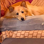 Simba participe au concours pour gagner de l'argent avec cette photo : dog, cushion, blanket, pillow, indoor, resting, fluffy, tan_dog, face, ears, bed, cozy, relaxed, fur, domestic_animal, pet, comfort, sleepy, living_room, soft