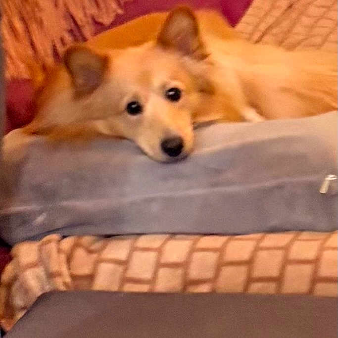 Simba participe au concours pour gagner de l'argent avec cette photo : bed, blanket, comfort, cozy, cushion, dog, domestic_animal, ears, face, fluffy, fur, indoor, living_room, pet, pillow, relaxed, resting, sleepy, soft, tan_dog