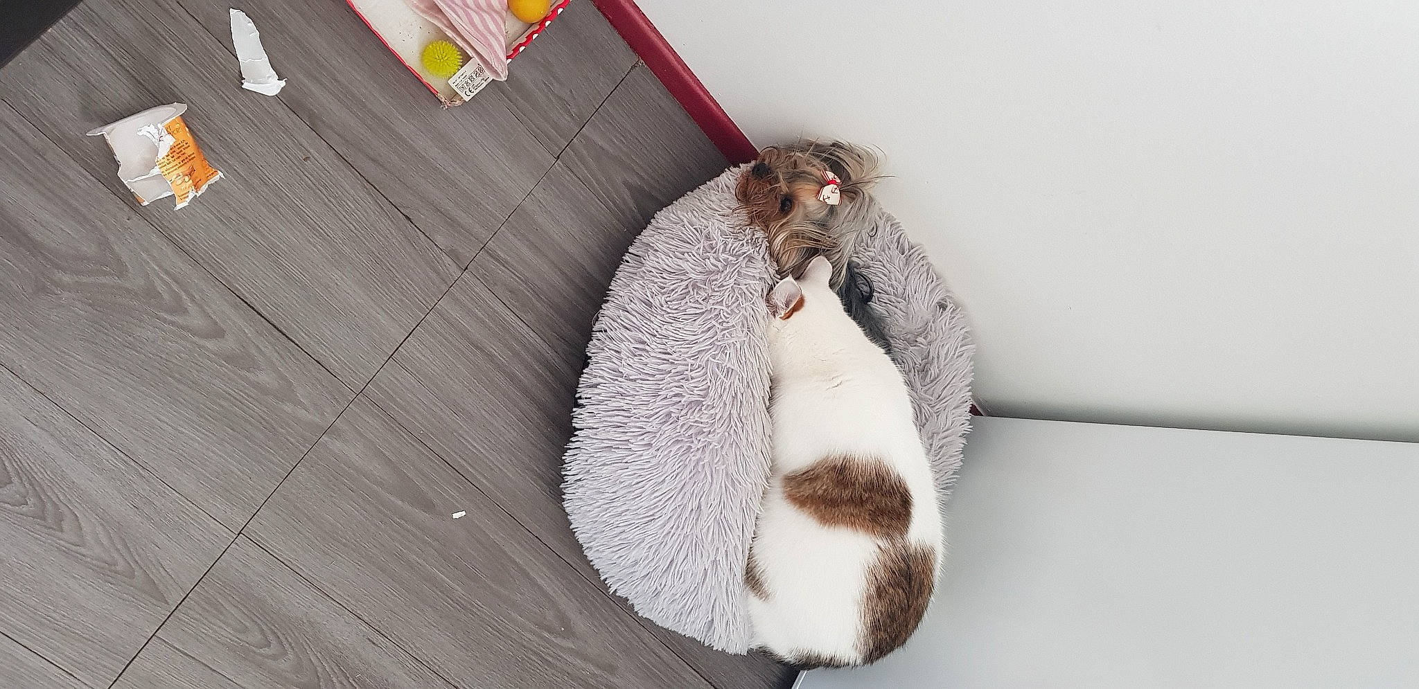 Rubis a rejoint le concours — aidez-le/la à gagner de superbes lots ! beak, canidae, carnivore, comfort, felidae, flightless_bird, flooring, foot, fur, grey, hardwood, paw, pet_supply, small_to_medium_sized_cats, sporting_group, stuffed_toy, tail, terrestrial_animal, whiskers, wood