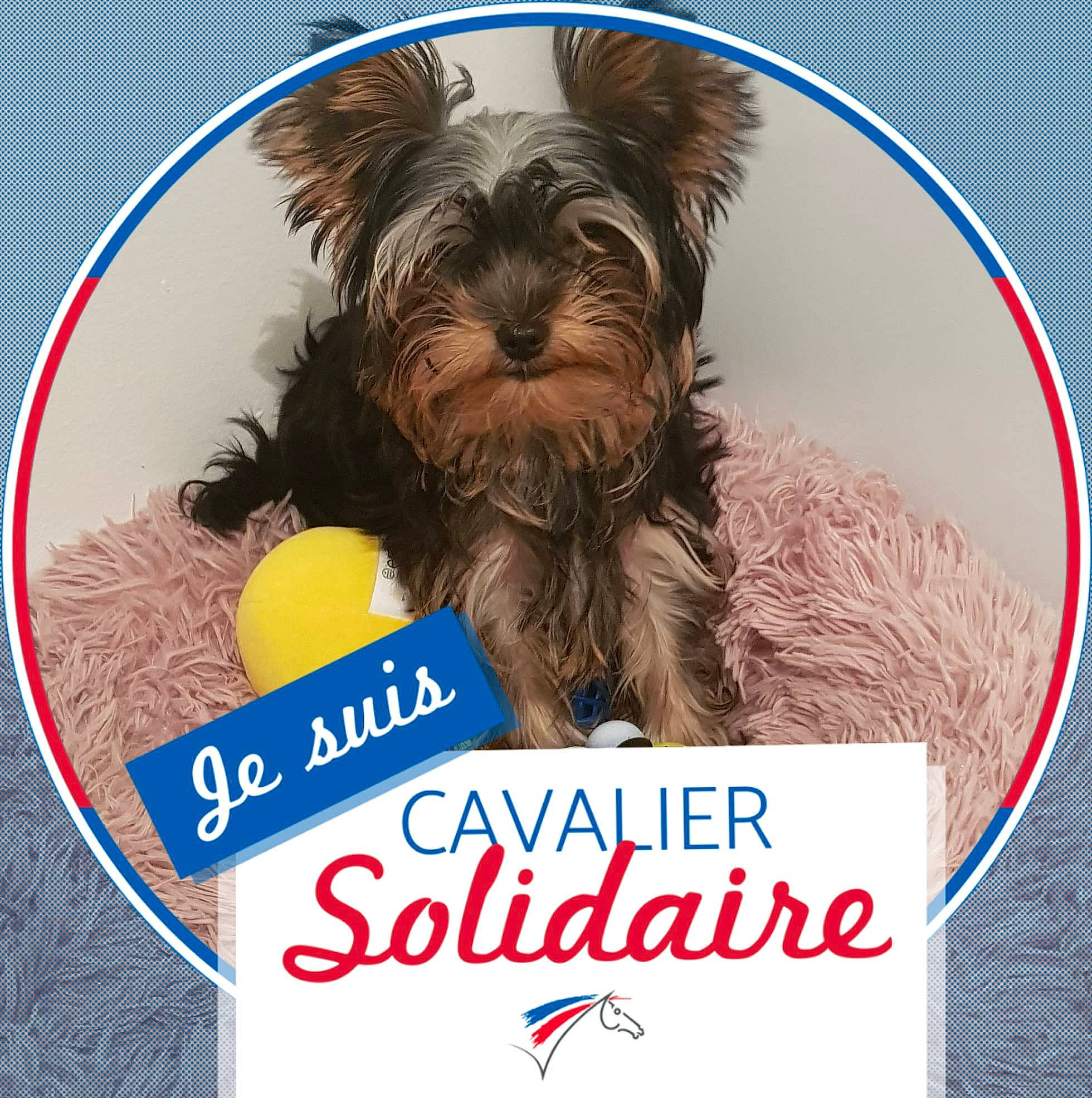 Rubis a rejoint le concours — aidez-le/la à gagner de superbes lots ! biewer_terrier, canidae, carnivore, companion_dog, dog, dog_breed, dog_supply, fictional_character, font, graphics, liver, photo_caption, puppy_love, small_terrier, snout, sporting_group, terrier, toy_dog, working_animal, yorkipoo